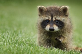 开云官方网站-山西龙狮的防守策略赢得教练组高度评价，龙狮球队