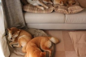 开云体育下载官网-中国足球联赛实施数字裁判考核标准，足球裁判证书网上查询