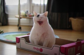 开云体育官方入口-全国青少年篮球训练营开营，全国青少年篮球学校