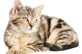 开云官网-波兰队赛制解析：如何通过选手轮换保持团队的竞技状态，波兰队怎么样